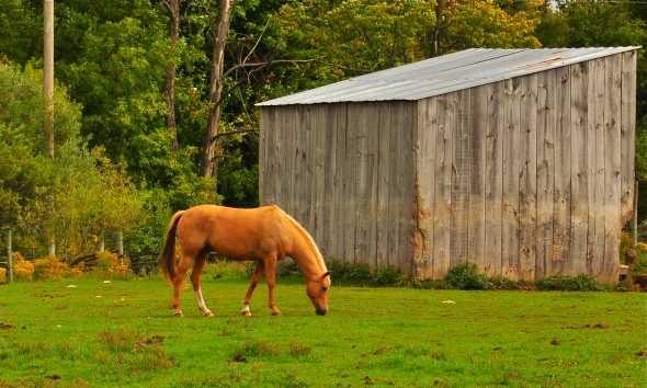 horse, photograph, palomino, gelding, field, grazing, trees, forest, shed